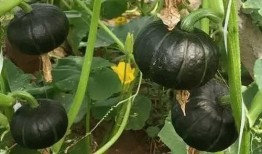 贝贝瓜的瓜和头可以吃吗