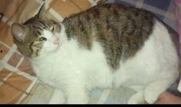 和主人吃瓜的猫,一只吃瓜猫的日常趣事