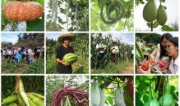 河水吃瓜,夏日河畔的悠闲时光