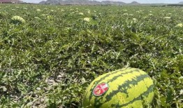 带你吃瓜矿工,揭秘数字货币挖矿背后的故事