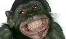 猩猩搞笑吃瓜视频,萌态十足引网友爆笑