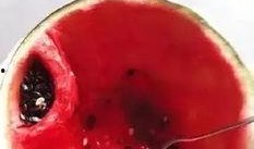 战斗民族怎样吃瓜,战斗民族独特吃瓜文化揭秘