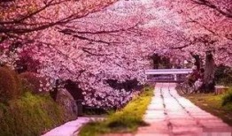 吃瓜群樱花屋,揭秘网络社交圈的甜蜜与争议