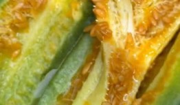 coco和小黄吃瓜,瓜田里的欢乐时光