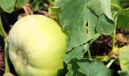 深圳附近吃瓜的地方,深圳周边消暑纳凉、品尝瓜果的绝佳去处