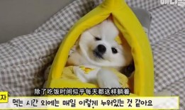 大汪吃瓜,揭秘娱乐圈幕后真相