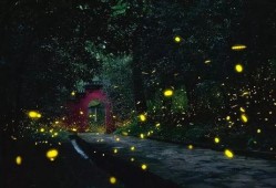 繁星 吃瓜,吃瓜群众狂欢盛宴