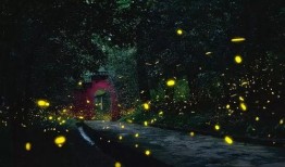 繁星 吃瓜,吃瓜群众狂欢盛宴