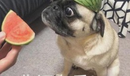 卡车吃瓜表情包,趣味横生的网络新宠