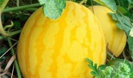 每到吃瓜的季节,揭秘吃瓜季的精彩瞬间