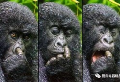 猩猩搞笑吃瓜视频,萌态十足引网友爆笑