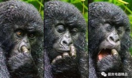 猩猩搞笑吃瓜视频,萌态十足引网友爆笑
