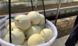 白富美吃瓜,揭秘娱乐圈的幕后故事