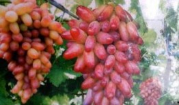 繁星 吃瓜,吃瓜群众狂欢盛宴