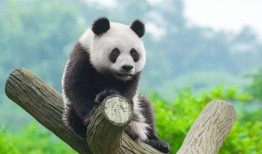 秦秀熊猫吃瓜,秦秀熊猫的夏日吃瓜盛宴