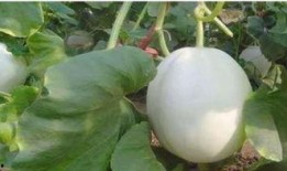 透析吃白兰瓜,营养与健康的完美结合