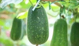 解暑瓜怎么吃,解暑瓜的多样食法探索