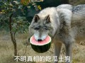 狼姐吃瓜基地
