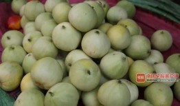 南宁的吃瓜群,揭秘城市生活百态的“瓜界乐园”