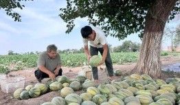 满洲里吃瓜,瓜果飘香，尽享异域风情