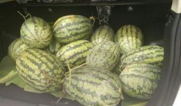 板凳围观吃瓜视频,揭秘吃瓜群众的趣味生活