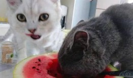 和主人吃瓜的猫,一只吃瓜猫的日常趣事