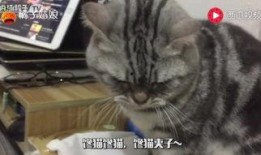 猫伸头吃瓜,猫儿探瓜奇遇记