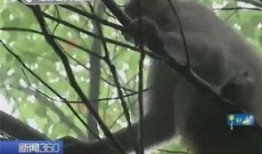 吃蜜瓜的猴子视频