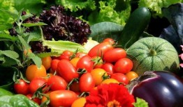 苏州魅力花园吃瓜,瓜果飘香，品味夏日田园风情