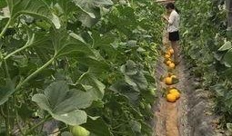 葛瓜减肥如何吃,科学搭配，轻松享瘦