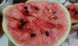 蜗瓜怎么吃,探索家常美味新选择