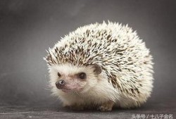 刺猬吃不吃小瓜虫,探究刺猬的饮食习惯