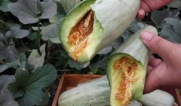 吃甜瓜视频吃哈密瓜,从吃甜瓜到品哈密瓜的味蕾之旅