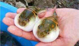 母鱼吃瓜视频大全,趣味横生的海洋奇观大盘点