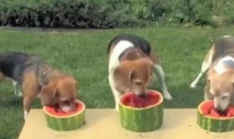 狗狗吃瓜大赛视频,萌宠吃瓜大赛欢乐上演