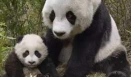 吃瓜基地7shdog,一场网络狂欢的幕后故事