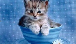 小猫可以吃吊瓜