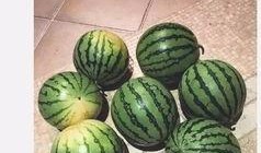 大瓜可以装着吃