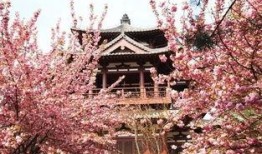 吃瓜群樱花屋,揭秘网络社交圈的甜蜜与争议