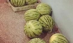 最精神的吃瓜,探寻最精神吃瓜者的独特食趣