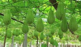 郑州树青吃瓜,揭秘吃瓜背后的文化现象