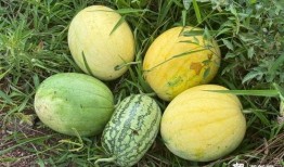 宇宙吃瓜续集,星际风云再起，神秘事件揭秘