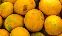 梦见吃黄河蜜瓜,揭秘黄河蜜瓜的奇幻之旅