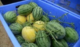 南宁的吃瓜群,揭秘城市生活百态的“瓜界乐园”