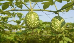 小猫可以吃吊瓜