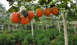 丹寨吊瓜怎么吃,独特美味，多样食法探索之旅