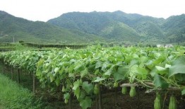 笛笛吃瓜全文,一场爆笑的校园风云录