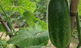 减肥吃老瓜好吗,健康美味两不误的减肥食材选择