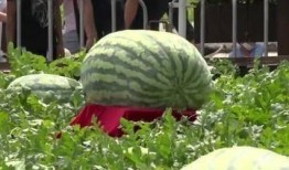 吃瓜满级,揭秘娱乐圈幕后风云