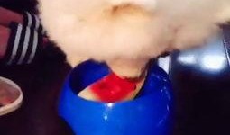 katrina在线吃瓜,揭秘娱乐圈幕后风云